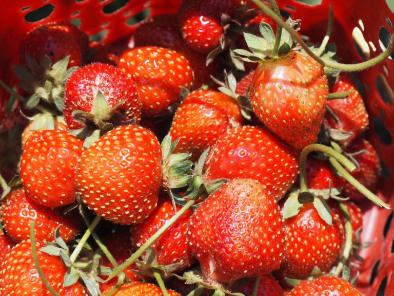 Freshly picked strawberries in a basket